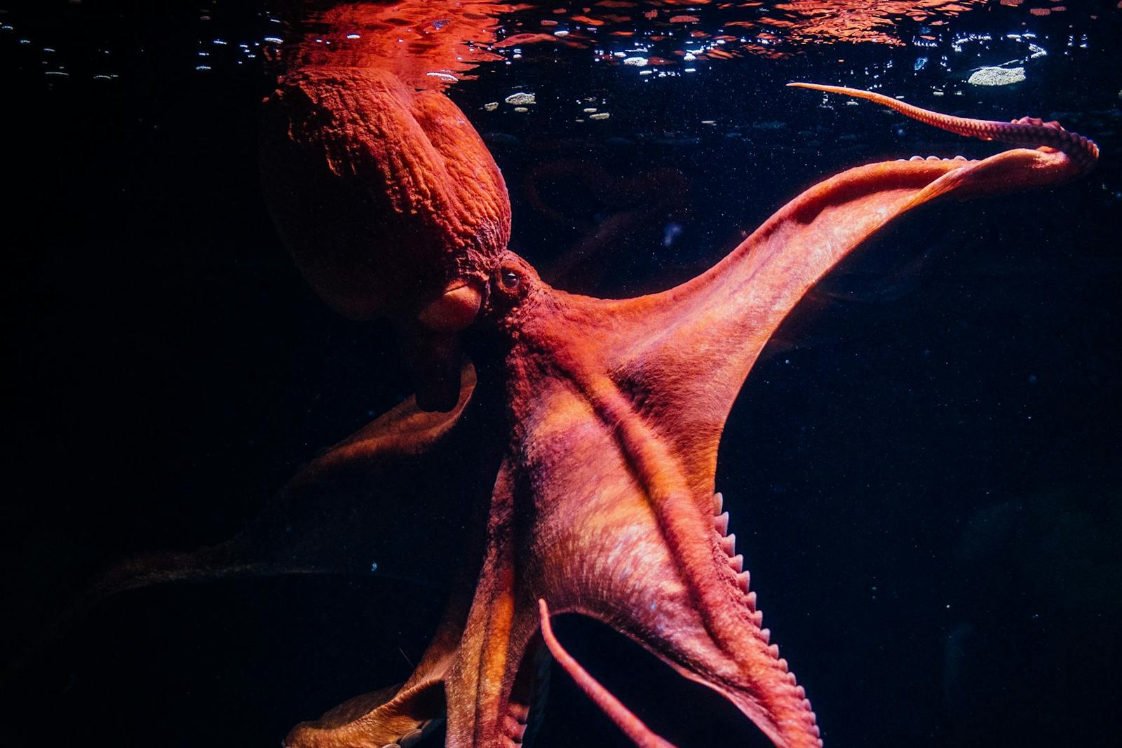リスボン海洋水族館の水域を泳ぐ威厳あるタコ