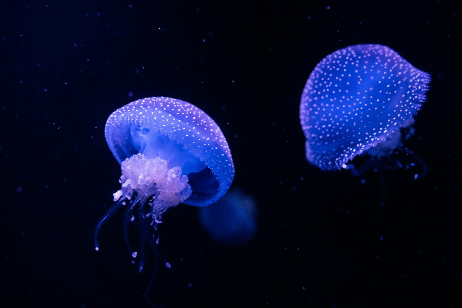 Lysende maneter i mørket i Oceanarium i Lisboa