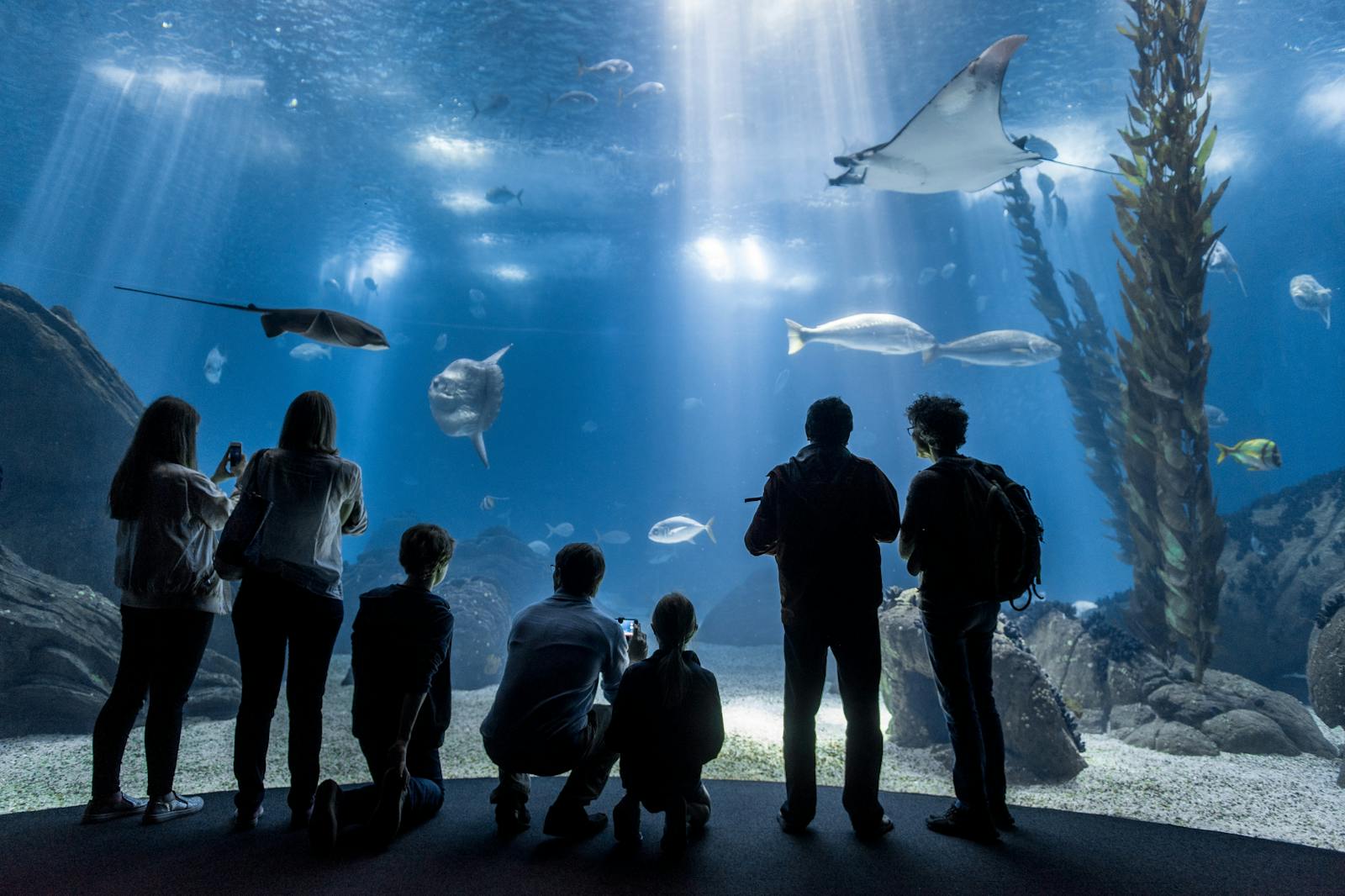Odwiedzający podziwiający rekinów makos w Oceanarium Lizbońskim