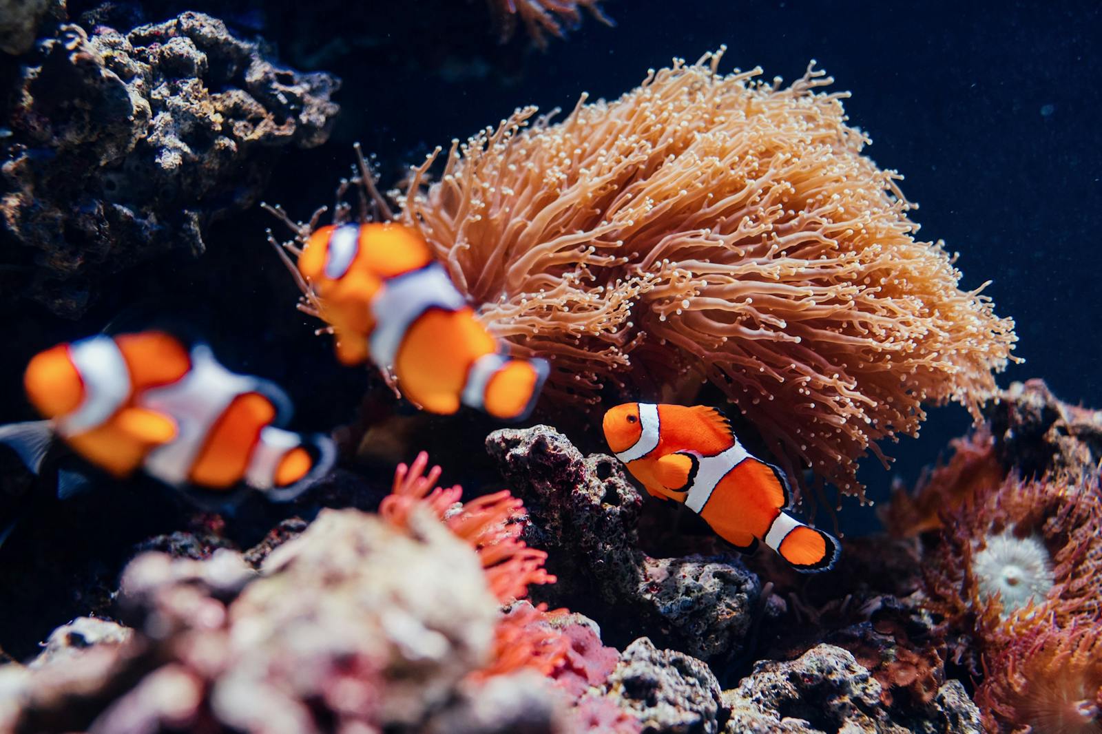 Żywe ryby klauny w Oceanarium Lizbońskim