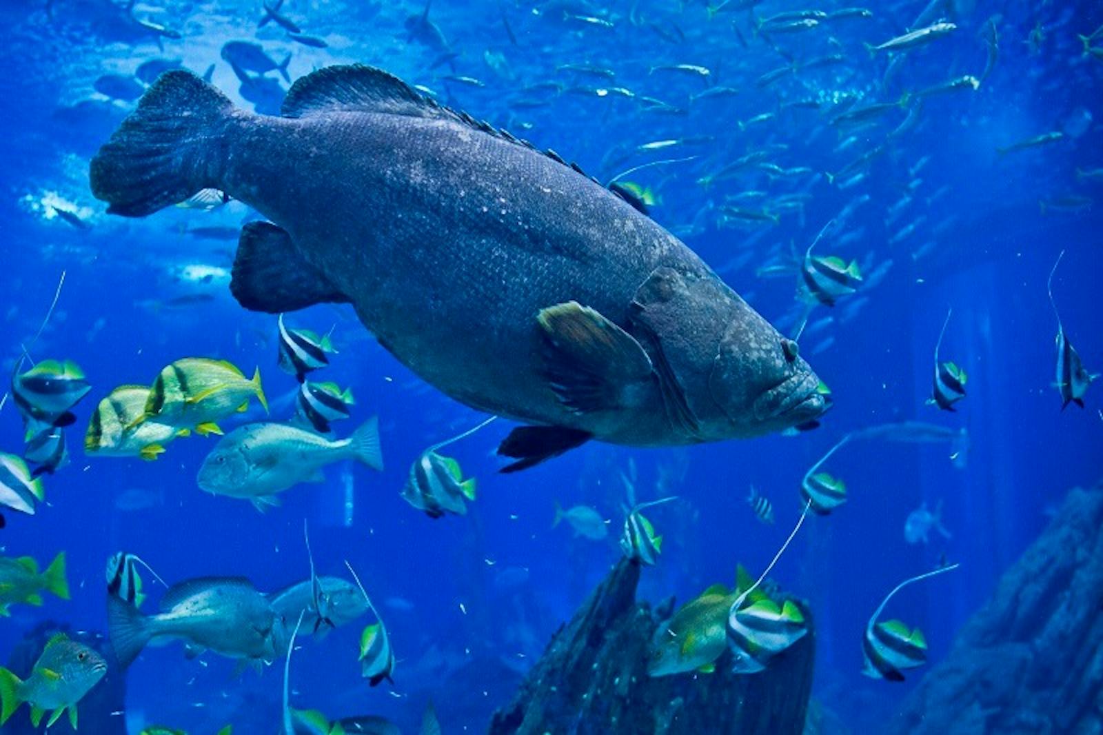 Prim-plan cu un pește-merlu în Oceanariul din Lisabona