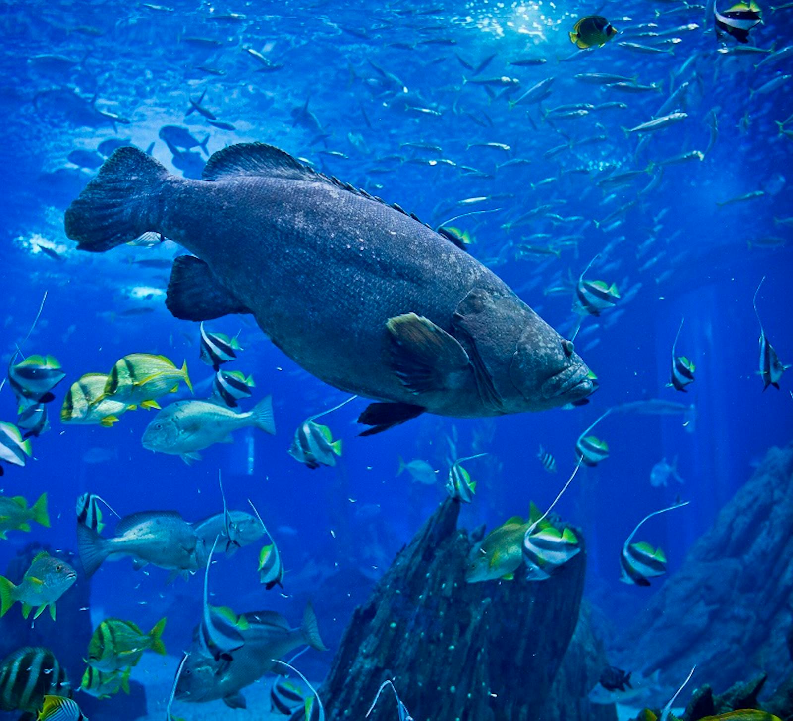 Närbild på en havsabborre i Oceanarium i Lissabon