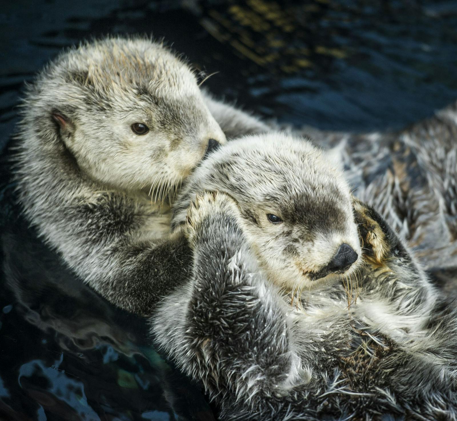 里斯本海洋馆里亲昵的海獭